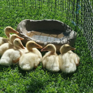 Animal 2 Animal 2